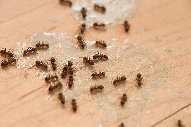 Best Insect Control  in Burnet, TX